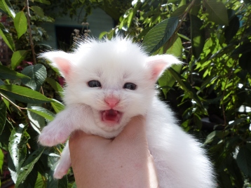 Petra de Coon Toujours, chaton femelle maine coon, trois semaines, blanche