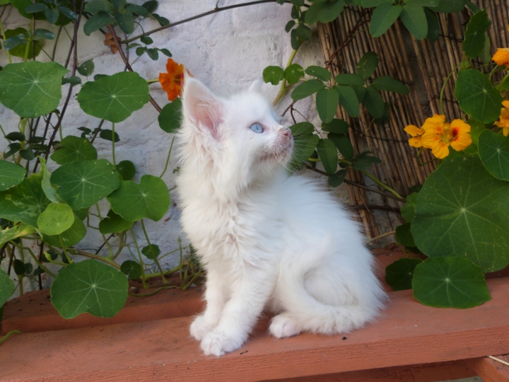 Pandor'a de Coon Toujours, femelle maine coon blanche aux yeux bleus, 7 semaines