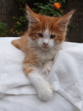 Pharaon de Coon Toujours, chaton male maine coon, red mackerel tabby et blanc