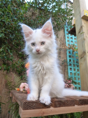 Pandora de Coon Toujours, chaton maine coon femelle, blanche, yeux bleus