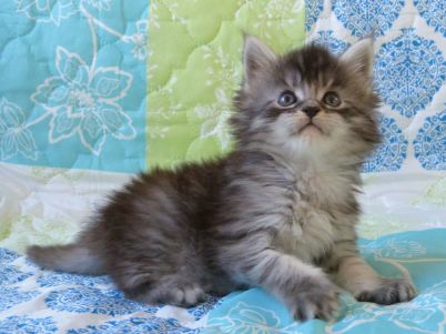 Chatterie Coon Toujours, R'Pookie de Coon Toujours, chaton maine coon femelle, 5 semaines, black silver mackerel tabby