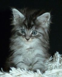 Chatterie Coon Toujours, Pookie, chaton maine coon femelle, 6 semaines, black silver mackerel tabby
