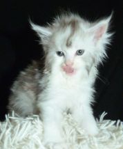 Chatterie Coon Toujours, Ruby de Coon Toujours, chaton femelle maine coon, 6 semaines, black tortie smoke et blanc