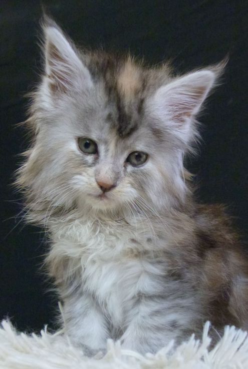 Chatterie Coon Toujours, Reggae Night de Coon Toujours, chaton femelle maine coon, 6 semaines, black tortie smoke