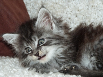 Chatterie Coon Toujours, R'Pookie de Coon Toujours, chaton femelle maine coon, 7 semaines, black silver mackerel tabby