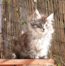 Chatterie Coon Toujours, R'Pookie de Coon Toujours, chaton femelle Maine Coon, 10 semaines, black silver mackerel tabby