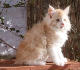 Chatterie Coon Toujours, Ralf de Coon Toujours, chaton maine coon mâle, 10 semaines, red silver mackerel tabby et blanc