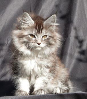 Chatterie Coon Toujours, R'Pookie de Coon Toujours, chaton femelle maine coon, 11 semaines, black silver mackerel tabby