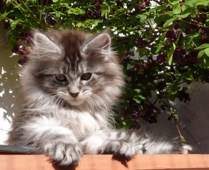 Chatterie Coon Toujours, R'Pookie de Coon Toujours, chaton femelle, maine coon, 12 semaines, black silver mackerel tabby