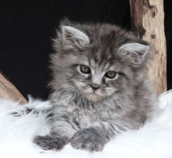 Chatterie Coon Toujours, Ragna'Rock de Coon Toujours, chaton maine coon femelle, 7 semaines, black silver mackerel tabby