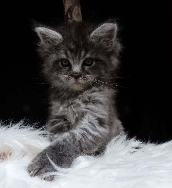 Chatterie Coon Toujours, Ragna'Rock de Coon Toujours, chaton maine coon femelle, 7 semaines, black silver mackerel tabby