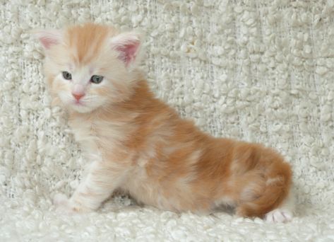 Chatterie Coon Toujours, Red Light Fever de Coon Toujours, chaton maine coon mâle, 4 semaines, red silver blotched