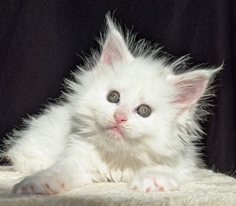 Chatterie Coon Toujours, Roswell de Coon Toujours, chaton maine coon mâle, blanc, 6 semaines