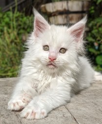 Chatterie Coon Toujours, Roswell de Coon Toujours, maine coon mâle, chaton 8 semaines, blanc