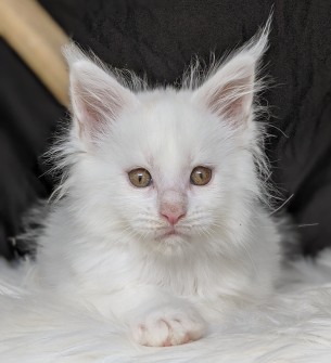 Chatterie Coon Toujours, Roswell de Coon Toujours, chaton mâle, blanc, 9 semaines