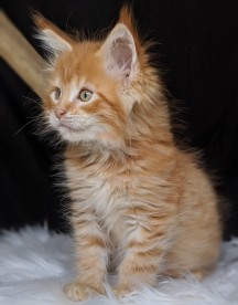 Chatterie Coon Toujours, Red Hotde Coon Toujours, chaton maine coon mâle, 9 semaines, red mackerel tabby