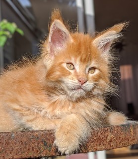 Chatterie Coon Toujours, Red Hot de Coon Toujours, chaton maine coon mâle, 10 semaines, red mackerel tabby