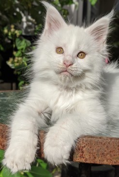 Chatterie Coon Toujours, Roswell de Coon Toujours, chaton maine coon mâle, 10 semaines, blanc