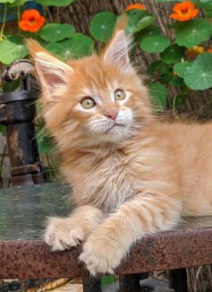 Chatterie Coon Toujours, Red Hot de Coon Toujours, chaton maine coon mâle, 11 semaines, red mackerel tabby