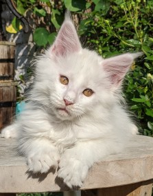 Chatterie Coon Toujours, Roswell de Coon Toujours, chaton mâle maine coon, 12 semaines, blanc yeux or