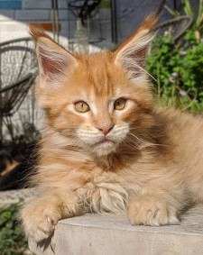 Chatterie Coon Toujours, Red Hot de Coon Toujours, chaton mâle maine coon, 12 semaines, red mackerel tabby
